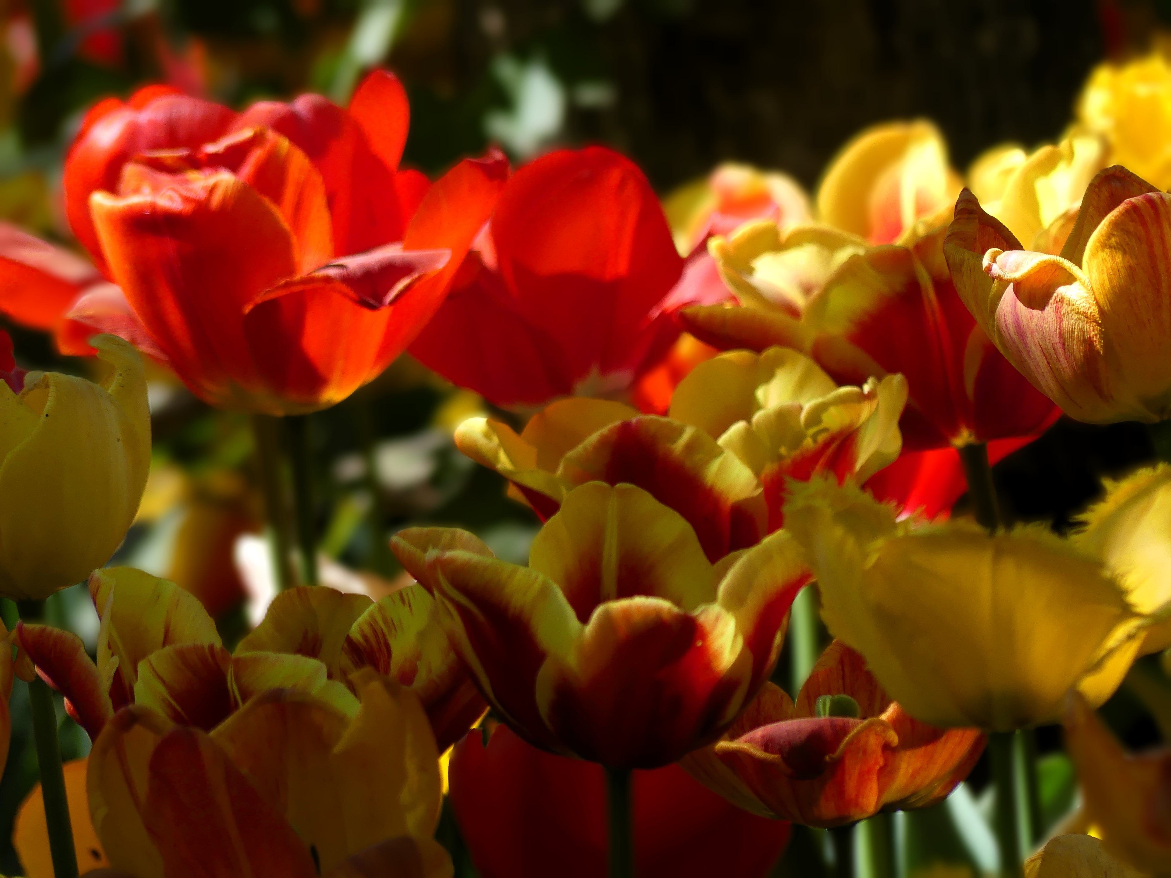 Castello di Pralormo Italia : Messer Tulipano