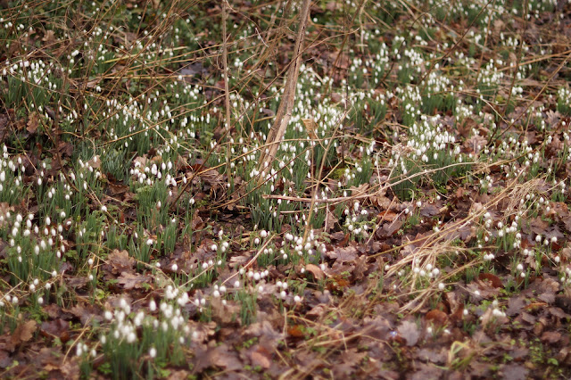 Snowdrops in bloom