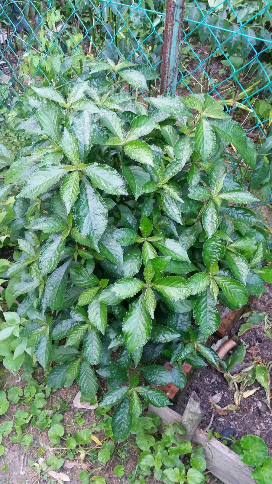 Warisan Petani Pokok  Pecah Kaca