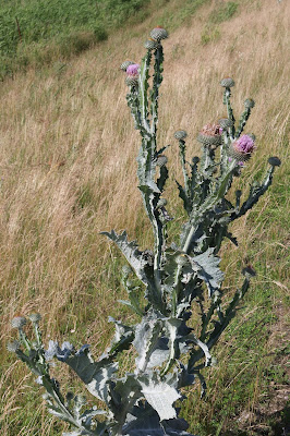 Wegdistel - Dykstikel - Onopordum acanthium