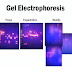 Instrument #2: Elektroforesis