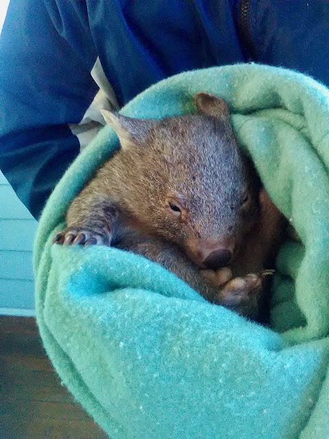 Caring for Australian wildlife affected by fires