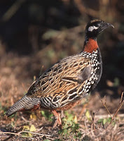 Black Francolin, Apr. 2007, USDA NRCS