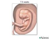 Health Tips: Pregnancy Week 7