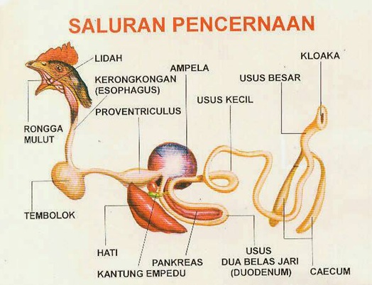 23+ Sistem Organ Hewan, Untuk Mempercantik Ruangan