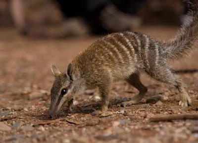 9 Hewan Endemik dari Negara Australia