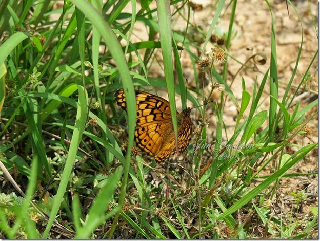 Variegated_Fritillary2