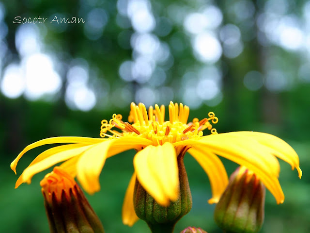 Ligularia dentata