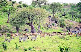 zebras with deer in national park