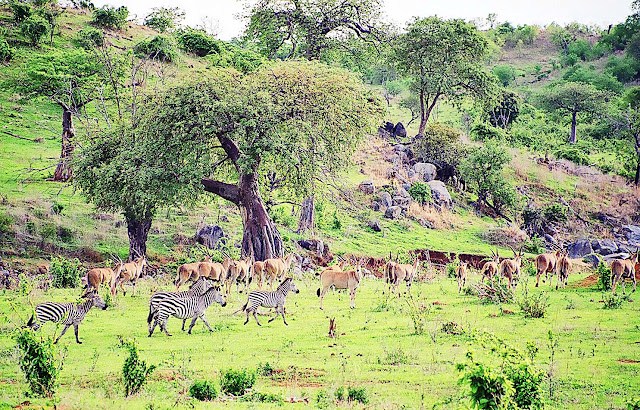 zebras with deer in national park