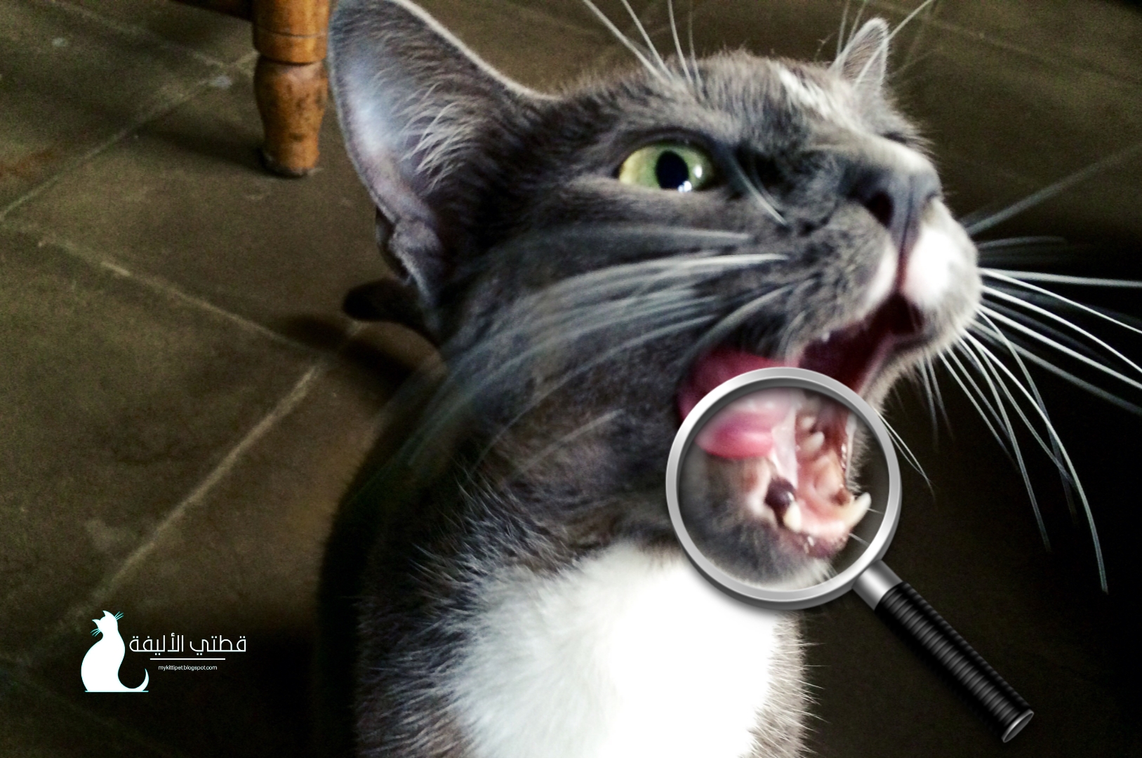 رائحة الفم الكريهة في القطط أسبابها وعلاجها ومنعها