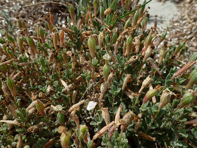 Silene succulenta corsica