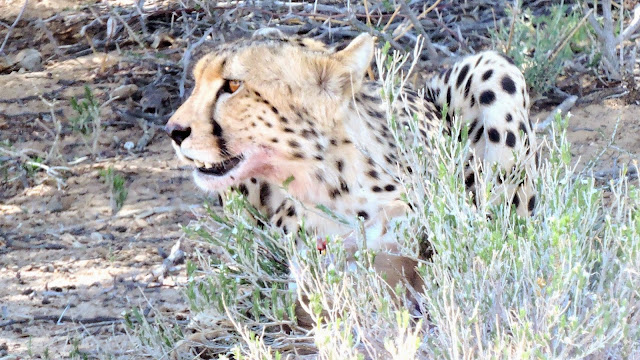  Cheetah in the Kgalagadi Transfrontier Park