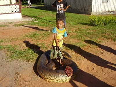 pic - First Anaconda Found and Killed in Sri Lanka