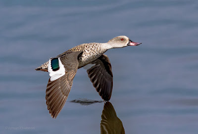 Cape teal duck in Flight Cape Town  : Canon EOS 7D Mark II / 400mm Lens