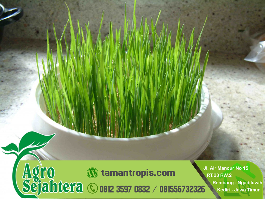 Jual Rumput Bsd Jual Rumput Bsd