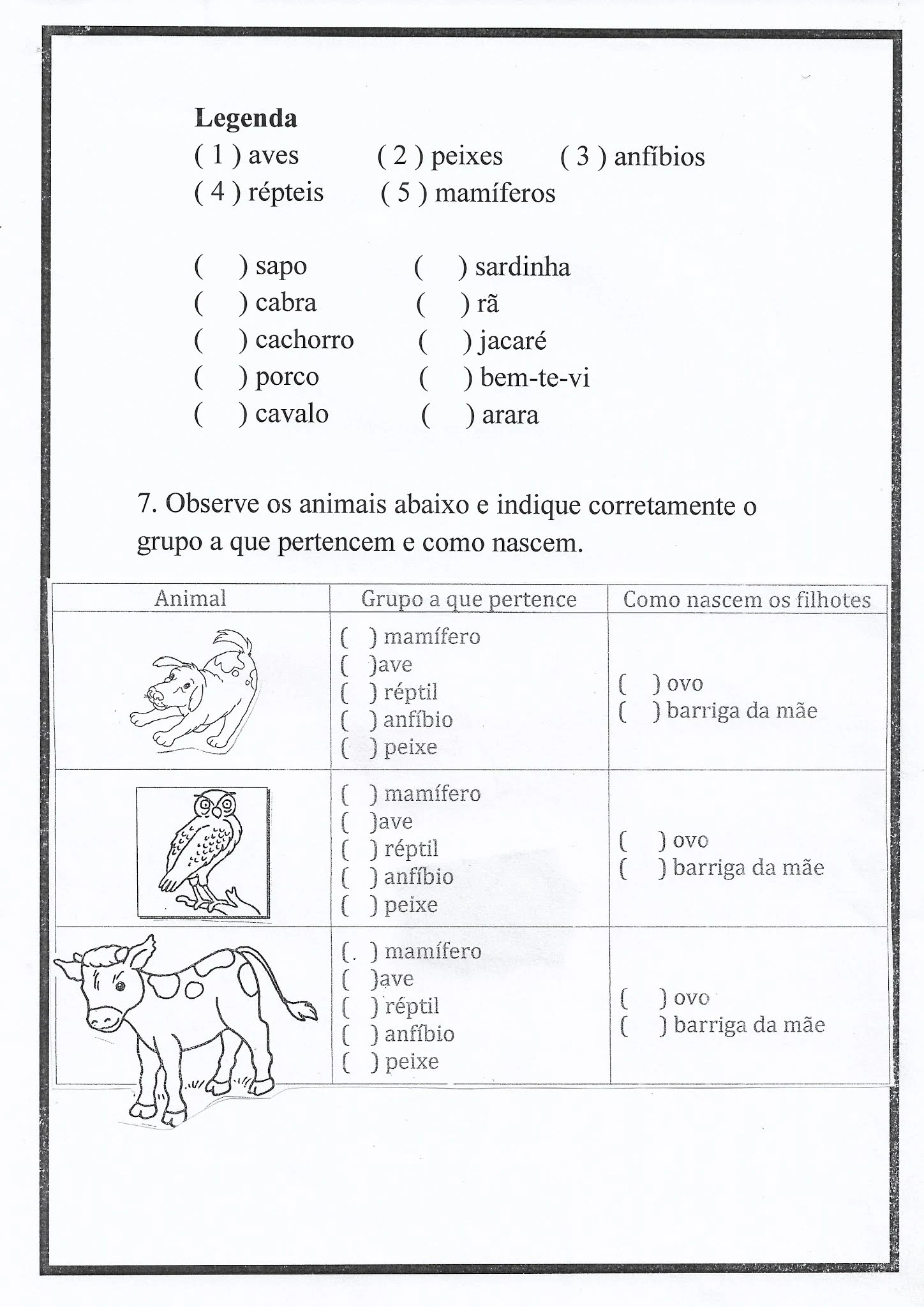 Atividade de Ciências: classificação dos animais