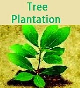 Hindi Essay: Short Essay on 'Importance of Tree Plantation' in Hindi ...