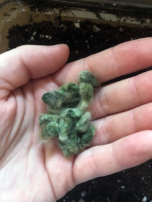 A white hand over a clear plastic container full of potting soil, holding a pile of bluish-green, very fuzzy oval seeds, each about the size of a pinky nail.