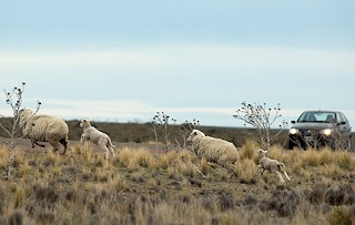 Road Safety - animals on the Valdes Peninsula Natural Reserve - Drive with care