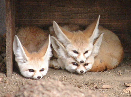 世界一可愛い動物？フェネックが可愛い！！【n】　井の頭自然文化公園