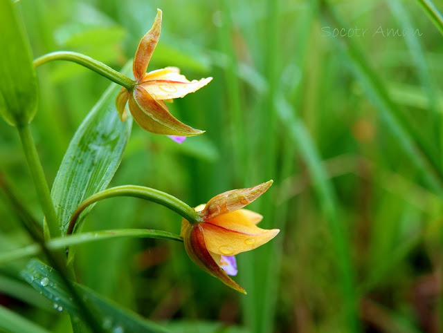 Epipactis thunbergii