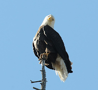 Example of Bald Eagle