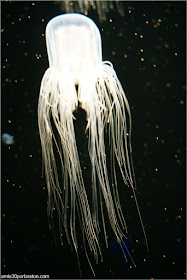 Medusa Spirocodon Saltator en el Acuario de Boston