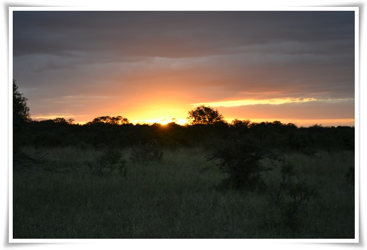 African Safari Landscape