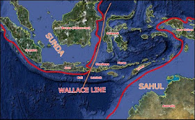 Sunda, Sahul and homo erectus sailing abilities from Java to Flores