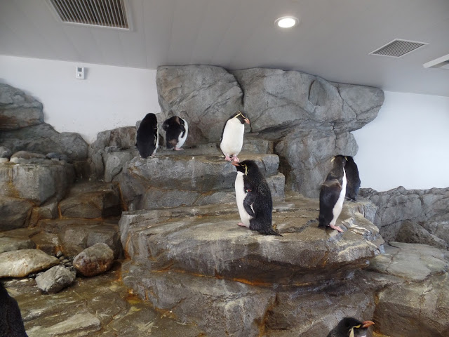 osaka aquarium kaiyukan rockhopper penguin