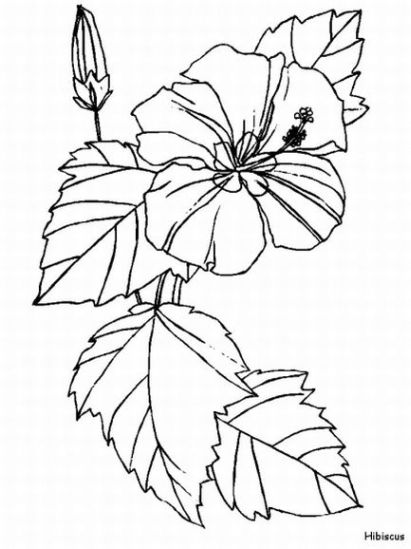 Download Hibiscus coloring pages and printables