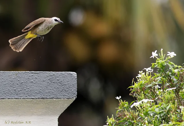 Yellow Vented Bulbul jumping