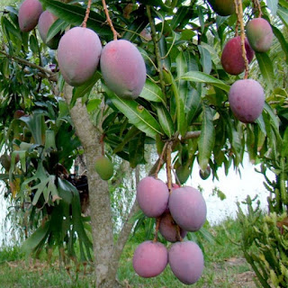 Gelayutan Mangga-mangga Cantik Berukuran Pendek