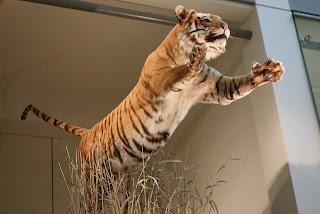 Great Caspian Tiger