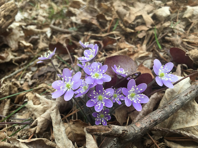 Round Lobed Hepatica Anemone Acutiloba Madison WI Baraboo