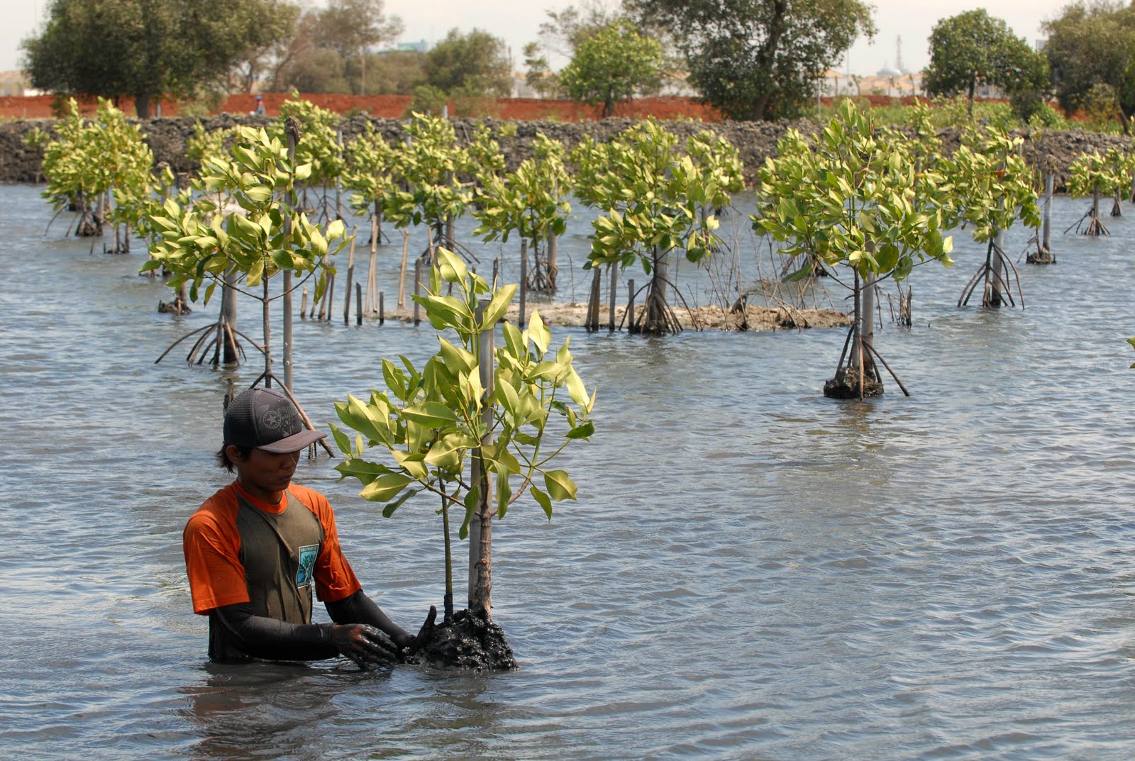 Contoh Artikel Lingkungan Hidup Tentang Global Warming 