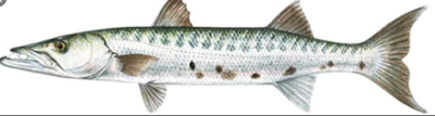 Ikan Barakuda