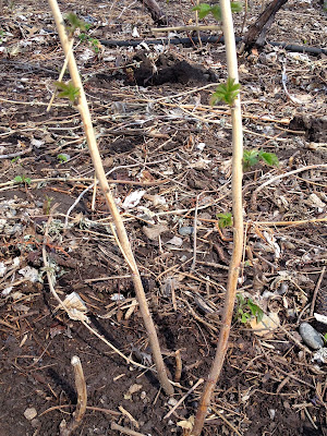 Raspberry Canes with New Leaves Emerging