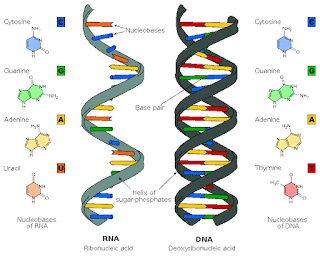 Structure de l’ARN 