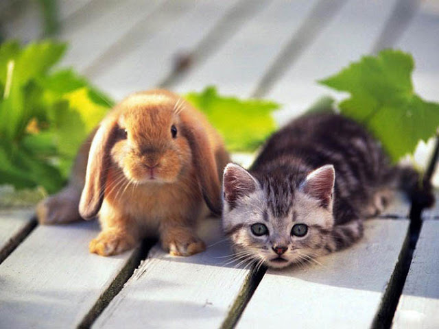 cute bunny pictures, bunny pictures, adorable bunny pictures, cute bunnies