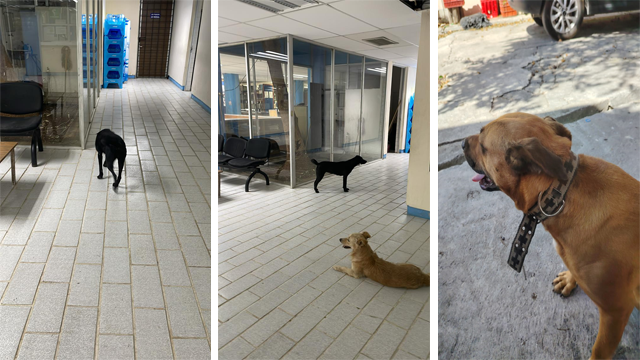 Invaden perros callejeros oficinas de la UPN 31-A: han mordido a varias personas