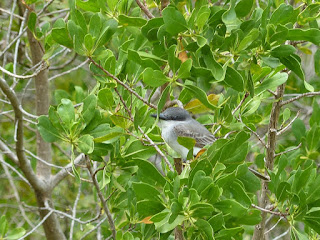 Tyran de Cuba - Tyrannus - Myiarchus 