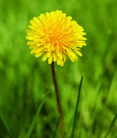 manfaat dandelion