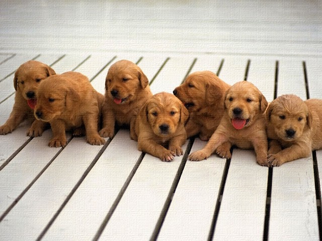 cute puppies pictures, cute pic of puppy, puppy dog images, puppy photos