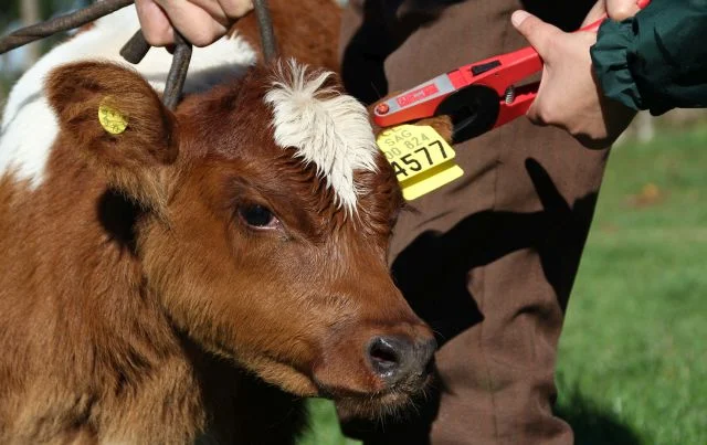 Declaración de existencia animal