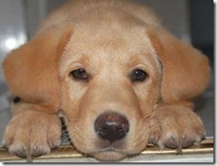Últimas esterilizaciones quirúrgicas gratuitas para caninos en Las Toninas