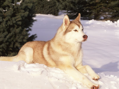 Siberian Husky Puppies In The Snow. Siberian+huskies+puppies+