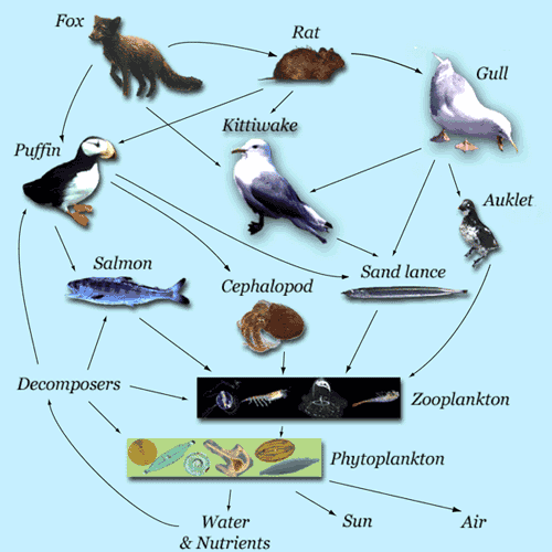 Tundra Food Chain