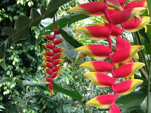 Dicas e cuidados sobre a Heliconia rostrata